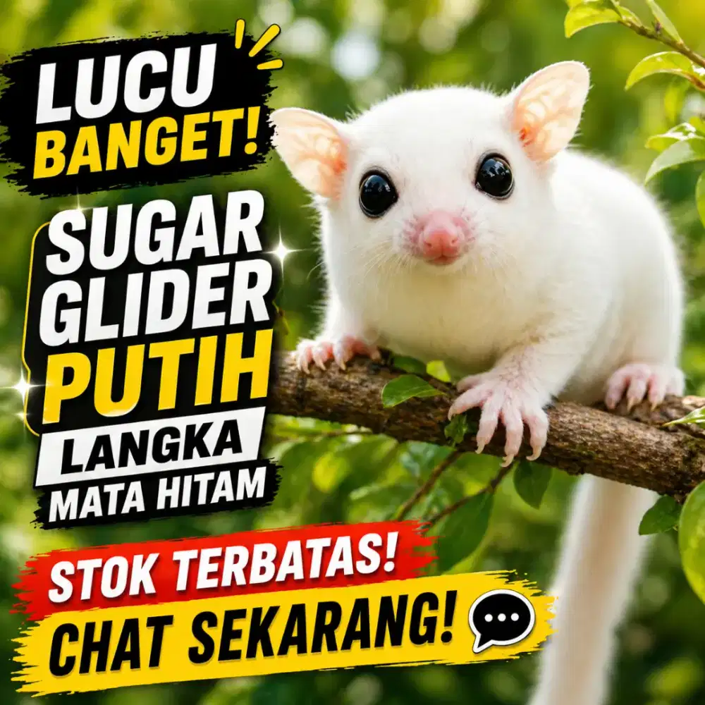 SUGAR GLIDER PUTIH ( LEUCISTIC ) MATA HITAM.