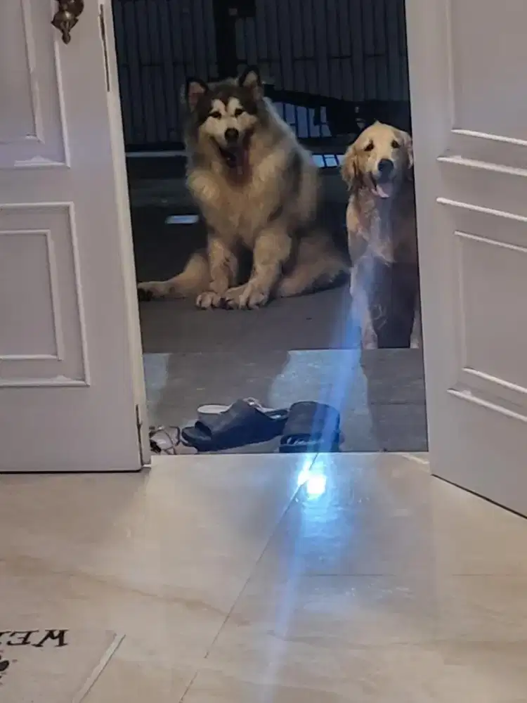 Adopt Malamute dan Golden Retriever