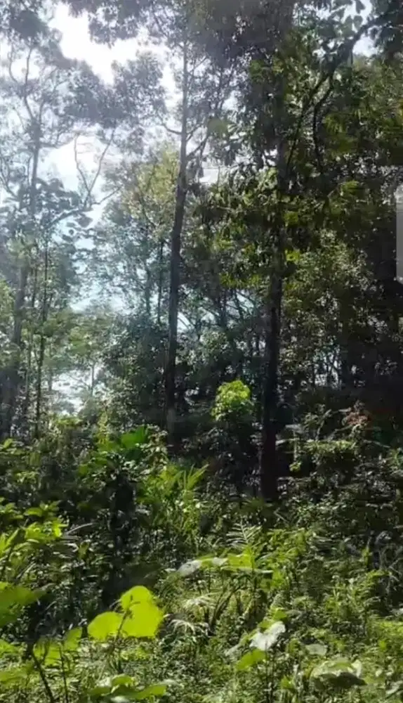 KEBUN DIRIAN SIAP PANEN