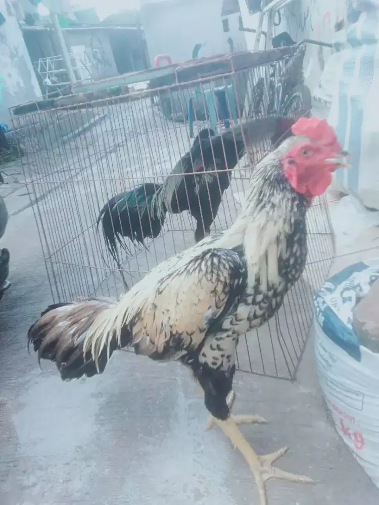 Ayam Bangkok hias turun boks