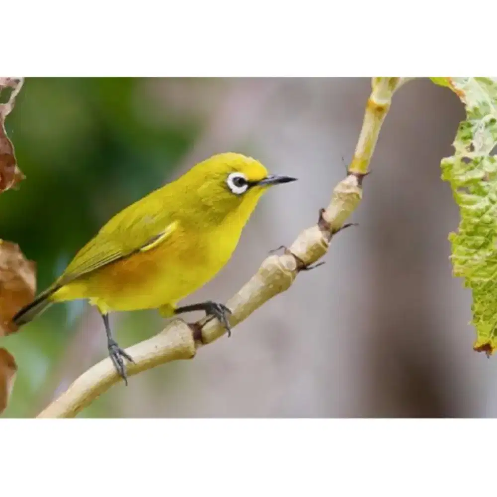 PlecI Dakbal Dakun Bali Jantan Sehat Gemuk.