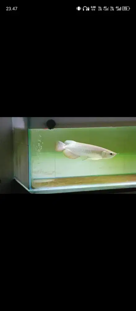 Di jual ikan arowana golden red bagus 25cm nett