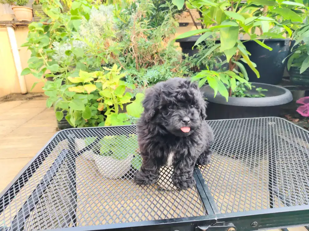 Poodle murah dob 17 Maret 2026