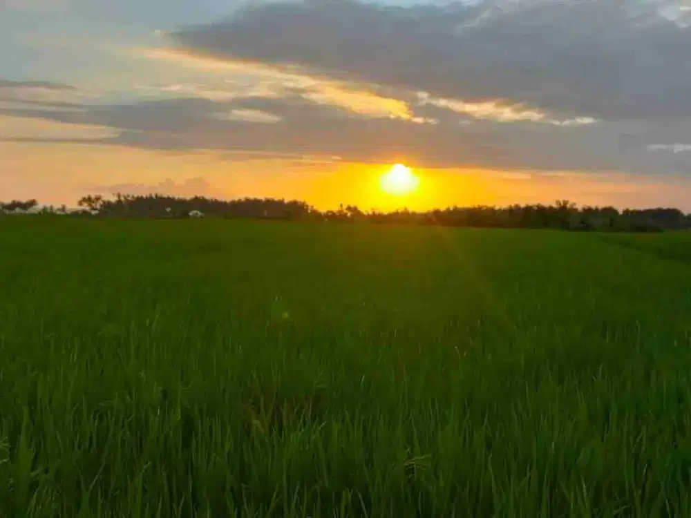 Tanah Kavling View Laut dan Sawah Dekat Pantai Pasut