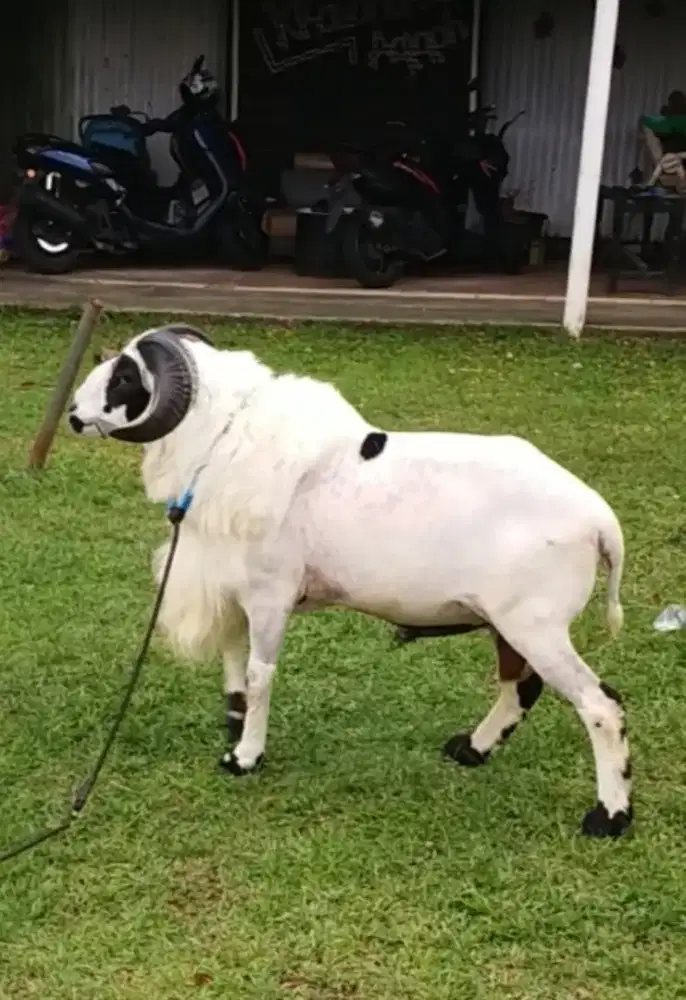 Hewan Qurban Berkualitas - Pilih Langsung Dikandang Yang Nyaman & Asri