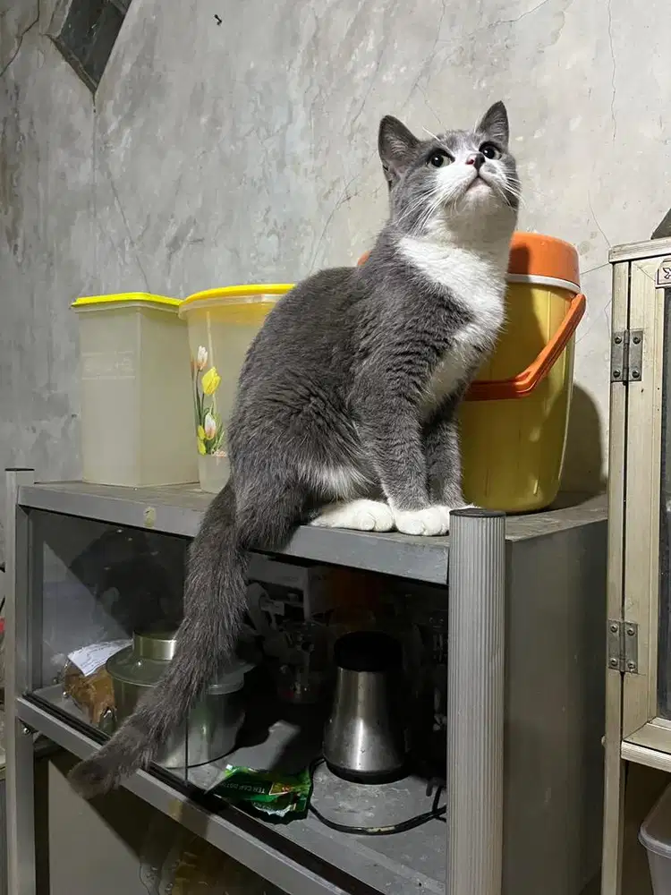 Kucing kitten british shorthair bsh