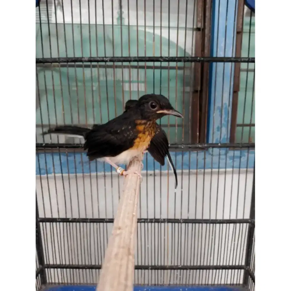 Murai Batu Trotol Jantan Trah Ekor Panjang Sehat