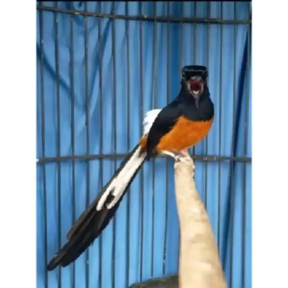 Murai Batu Jantan Dewasa Panjang Ekor 17/18