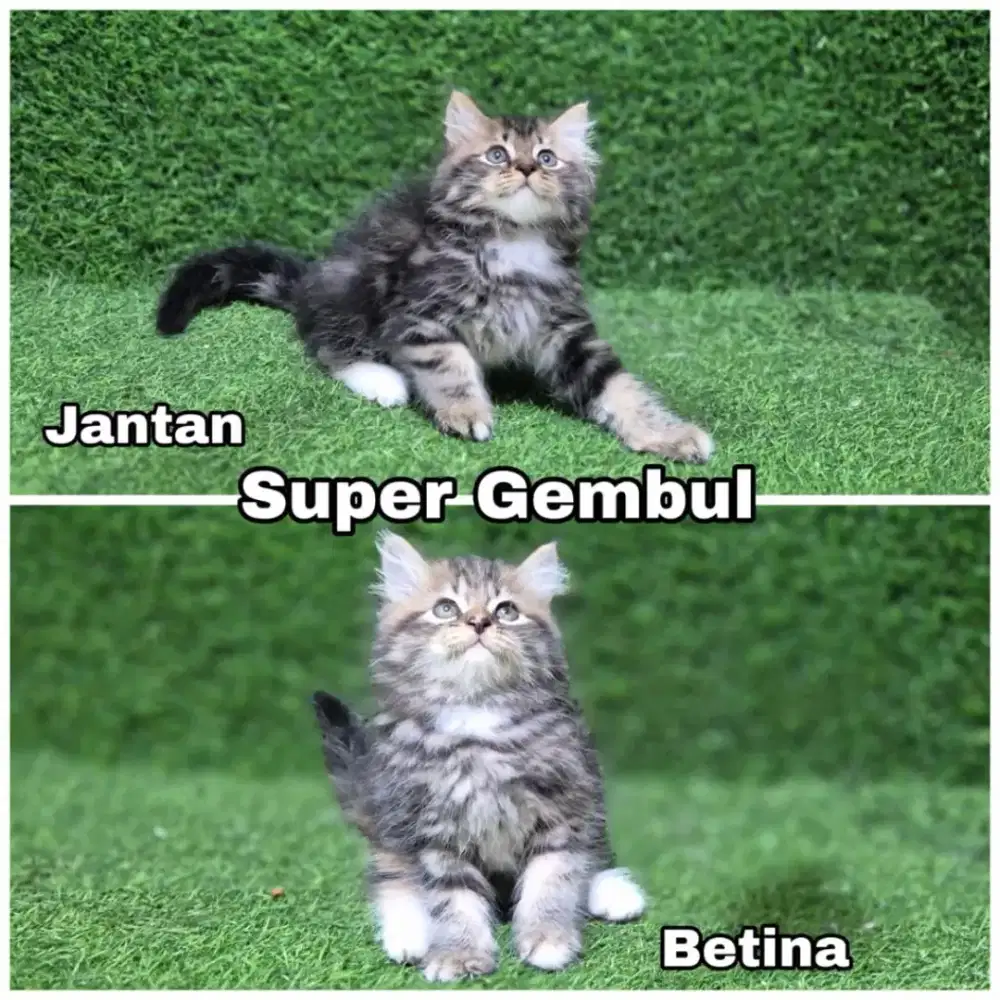 Kitten anak kucing anggora persia