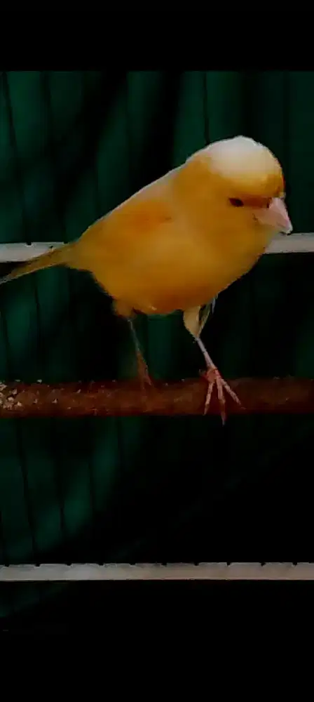 Kenari betina siap ternak