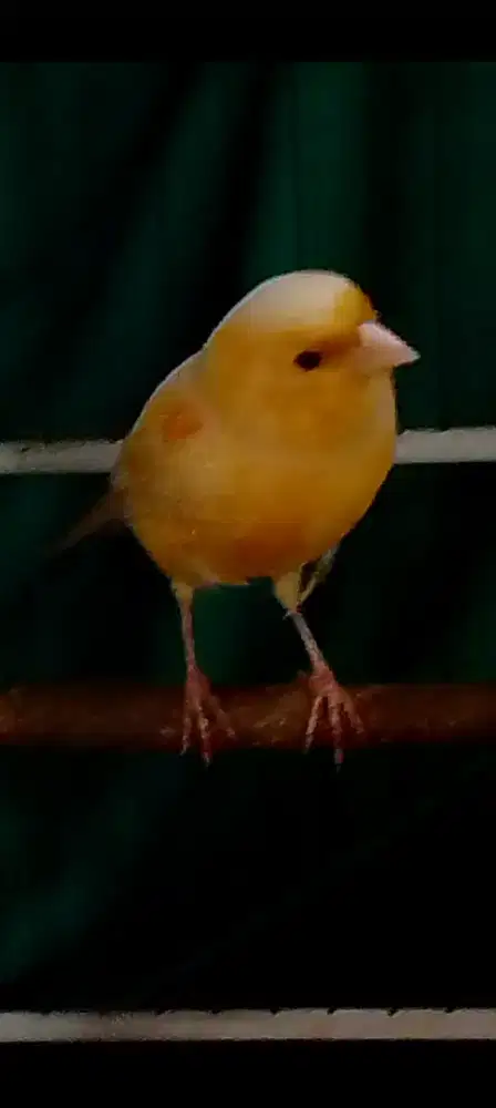 Kenari betina siap ciss