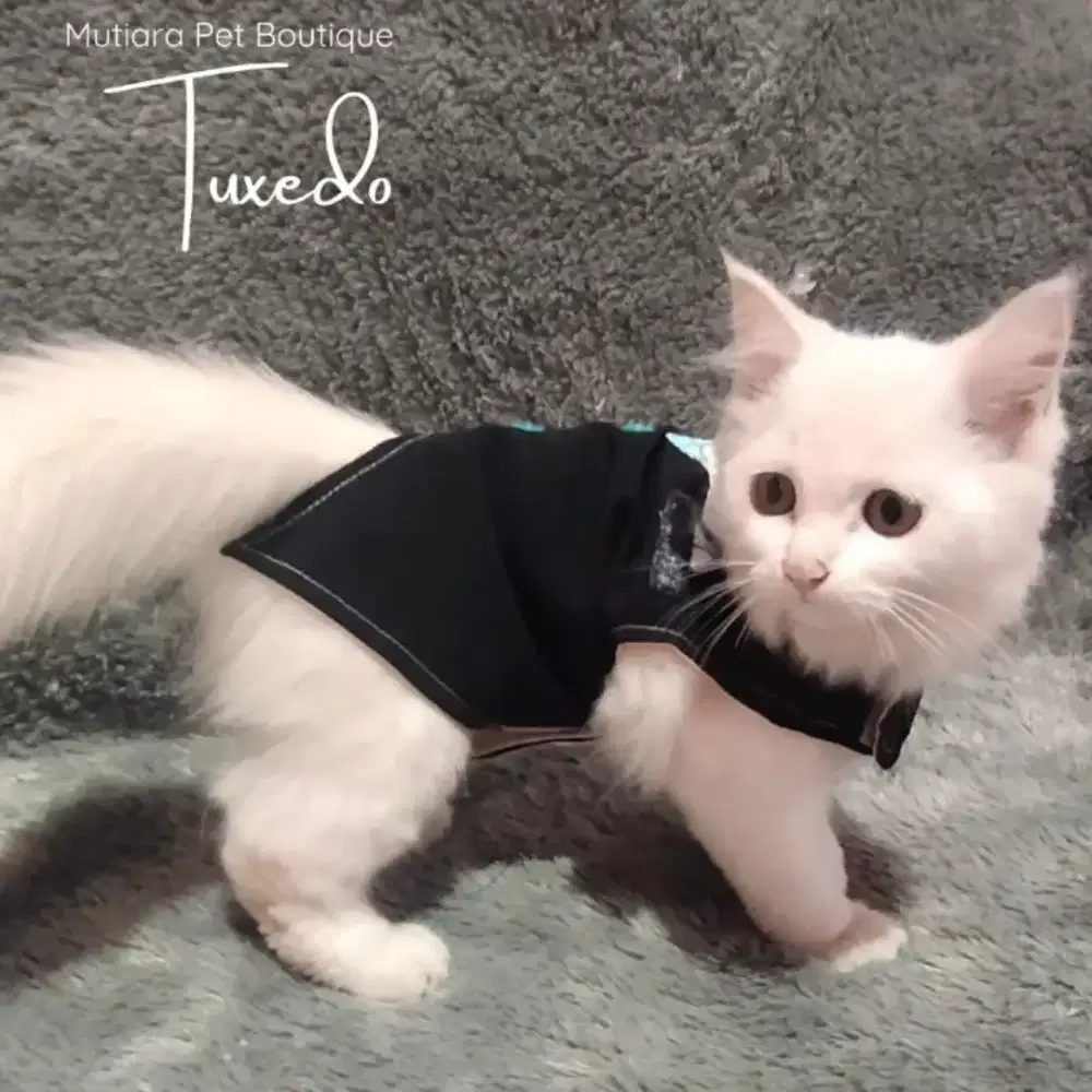 Jual Baju Kucing Anggora Terlengkap-Tuxedo