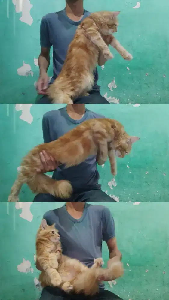 Kucing Mainecoon Betina