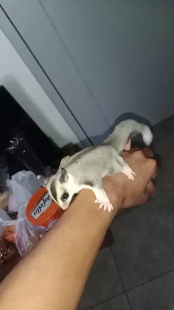 Sugar glider low Mozaik
