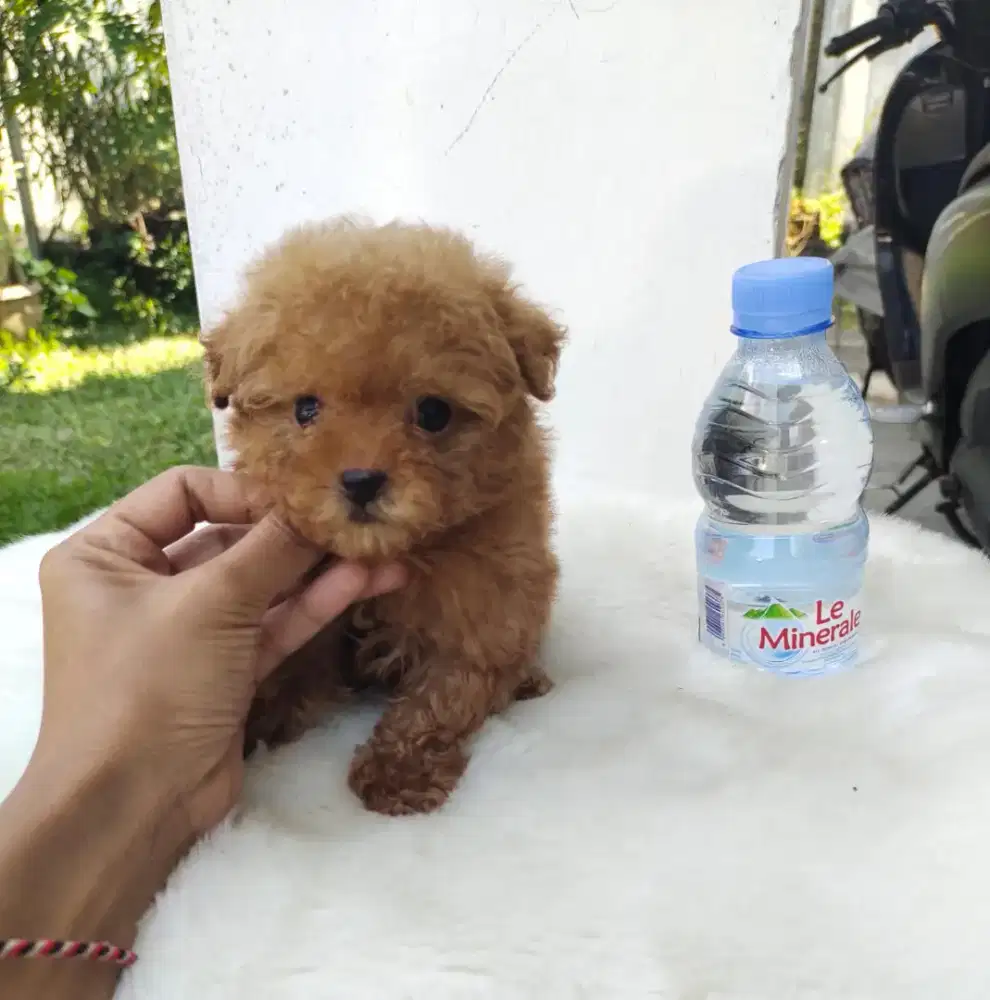Teacup Red Poodle Jantan