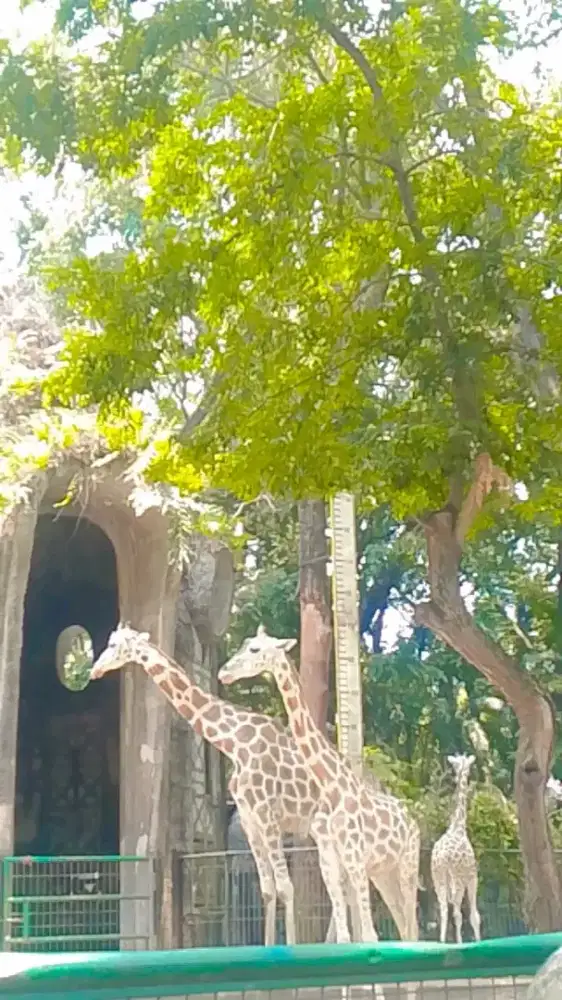 Info loker Art pulang pergi atau setengah hari