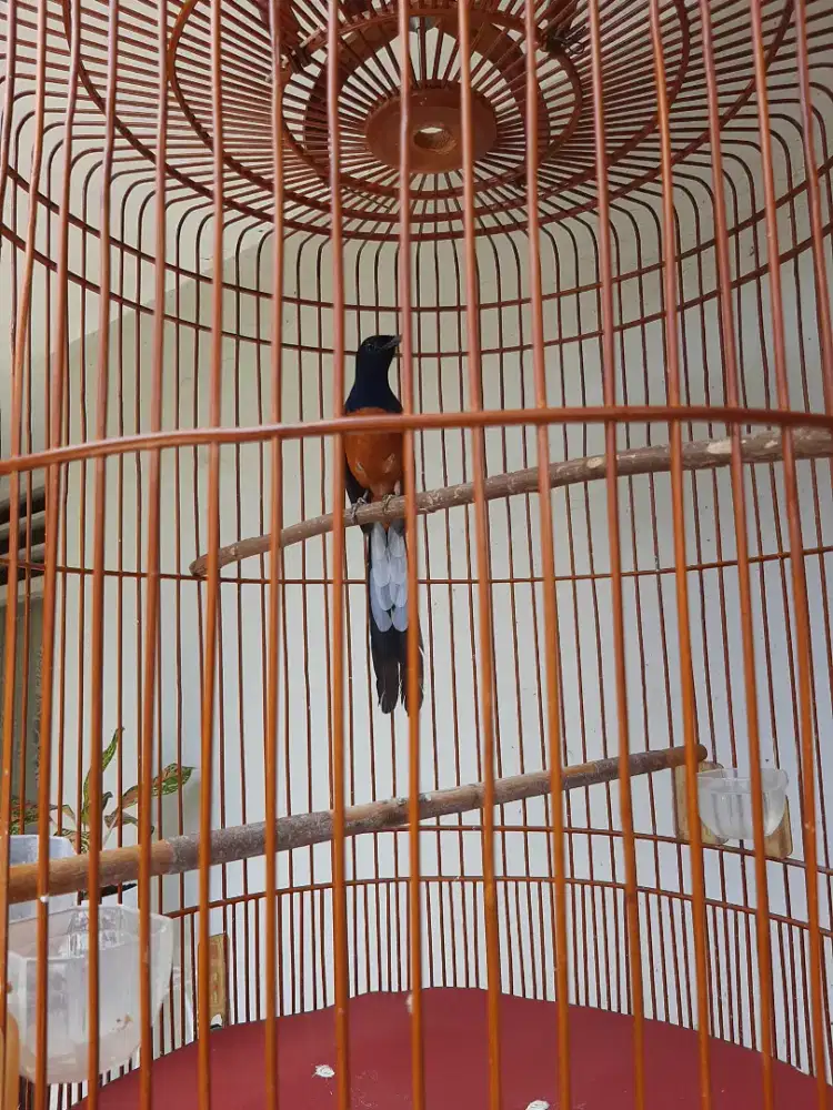 Burja pastol murai batu