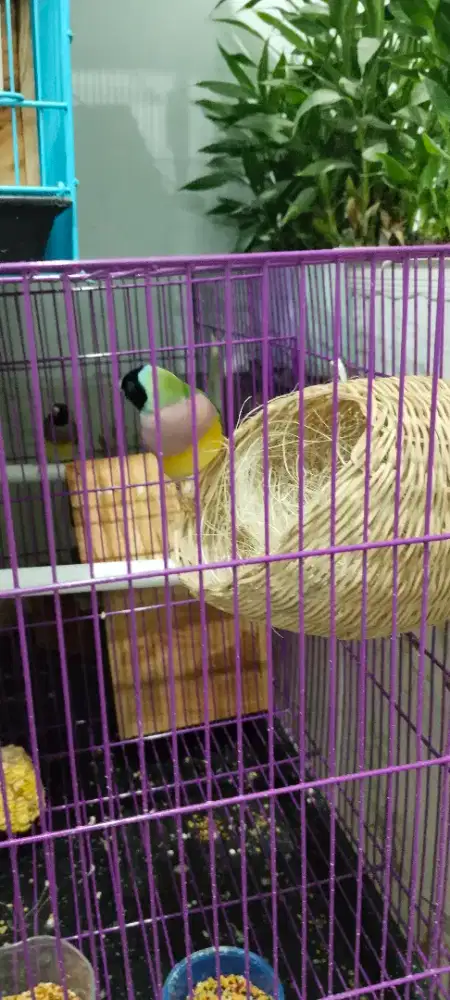 Burung Gould amadin beti