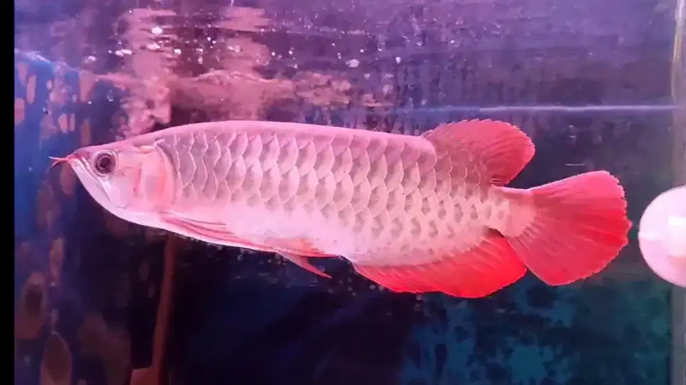 Arwana super red 33-34cm