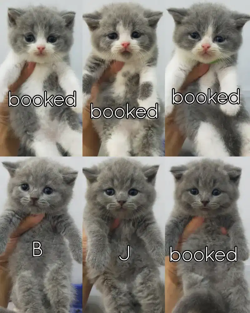 Kucing bsh British shorthair kitten open booking