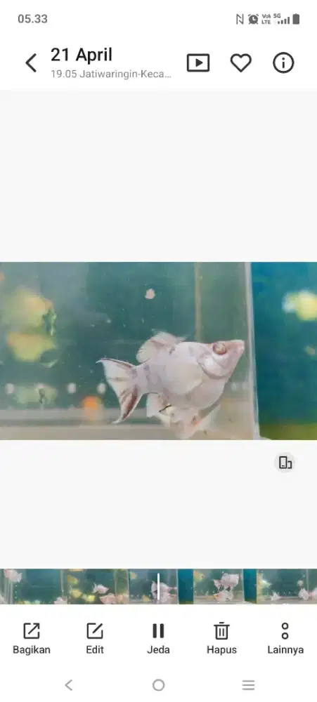 Ikan molly albino grey rambo