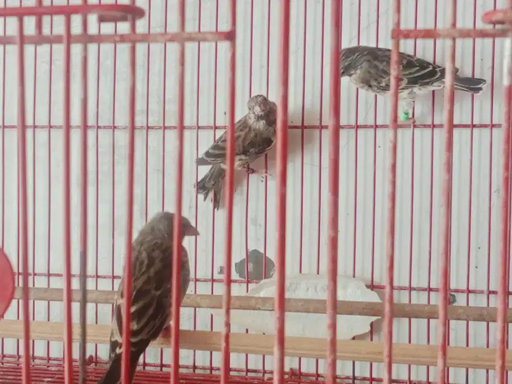 Betina f2 Blackthroat dewasa birahi