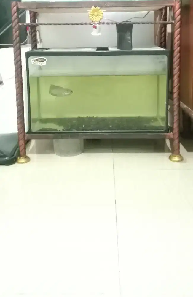 Aquarium akrilik 60x30 + asiatica dewasa