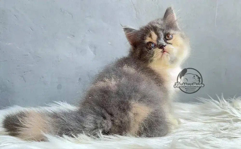 Kucing persia betina gembul pesek