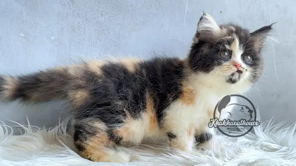 Kucing persia betina cantik