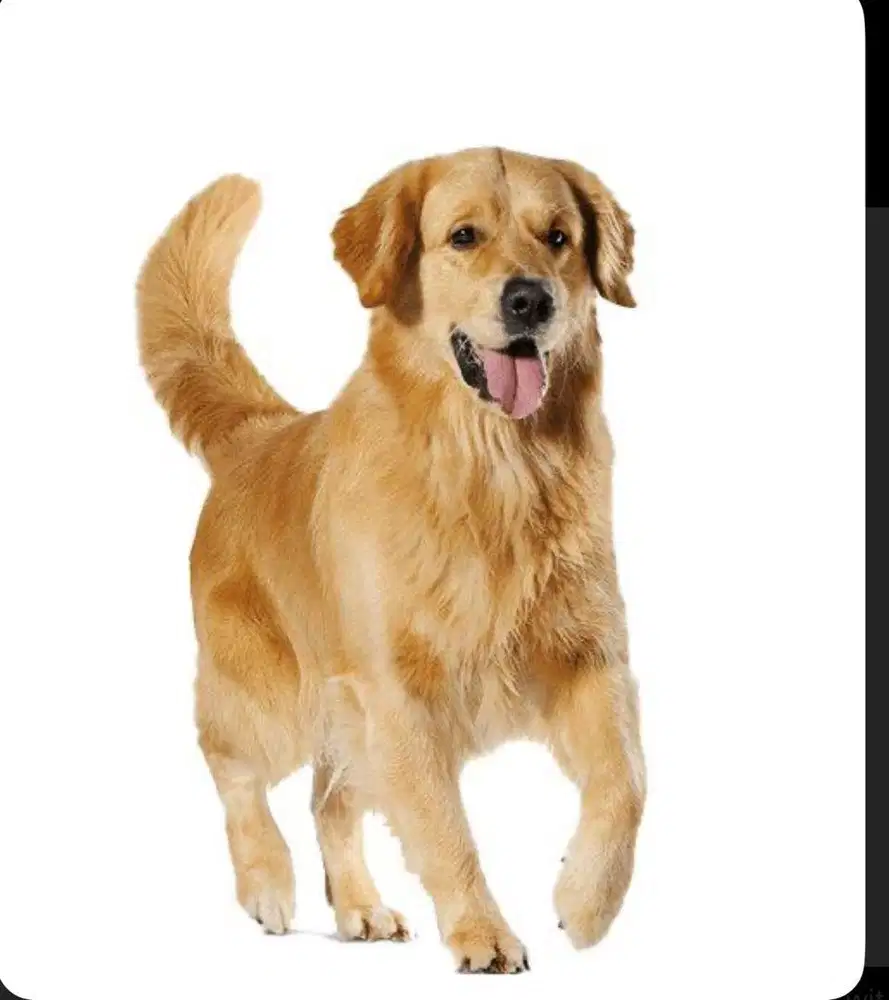 Di jual anjing golden