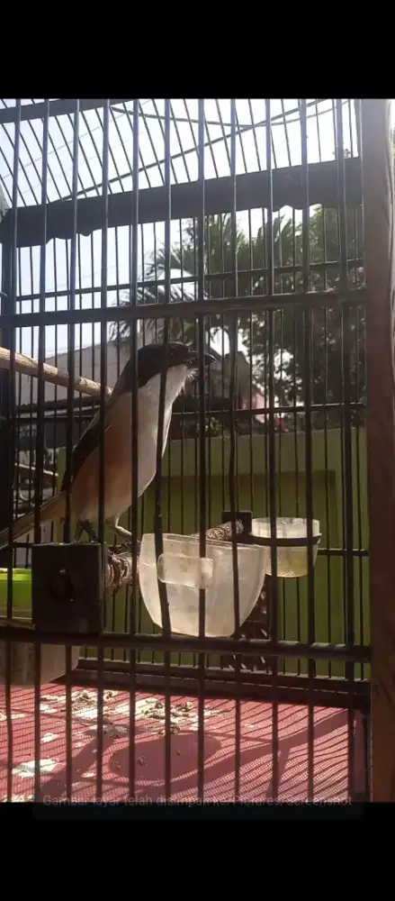 Penthet Blangkon Jatim