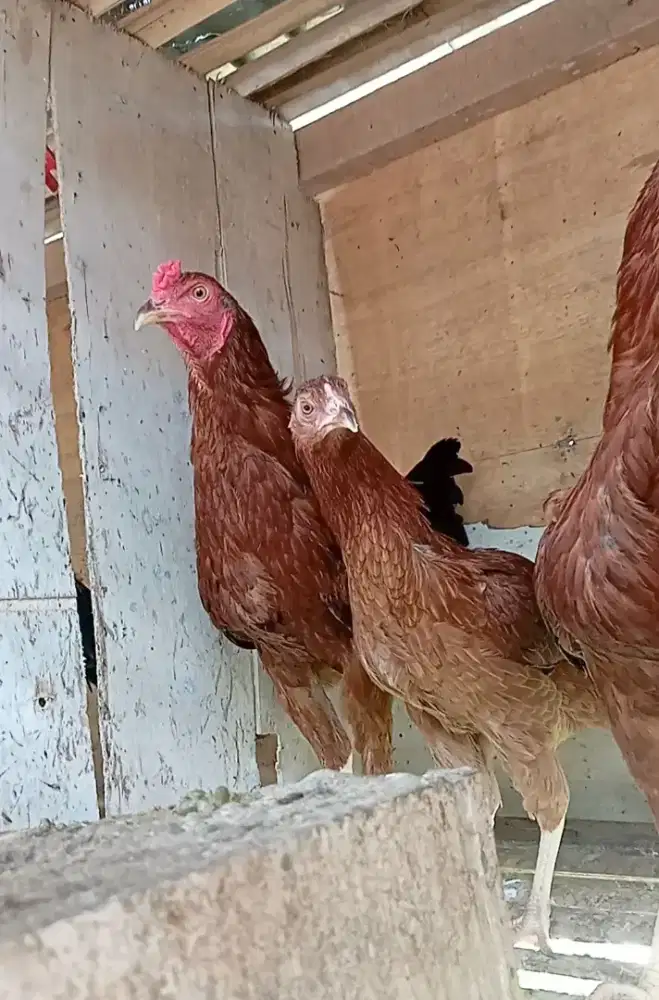Ayam petelur x kampung 15 minggu
