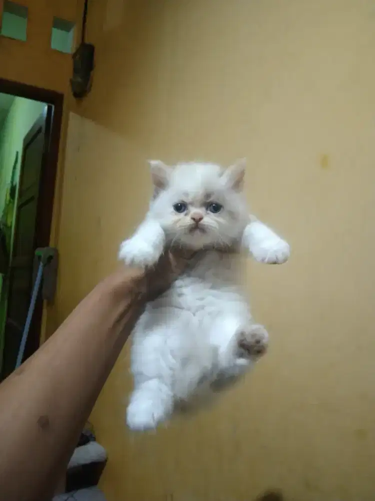 Kucing Persia mix ragdol