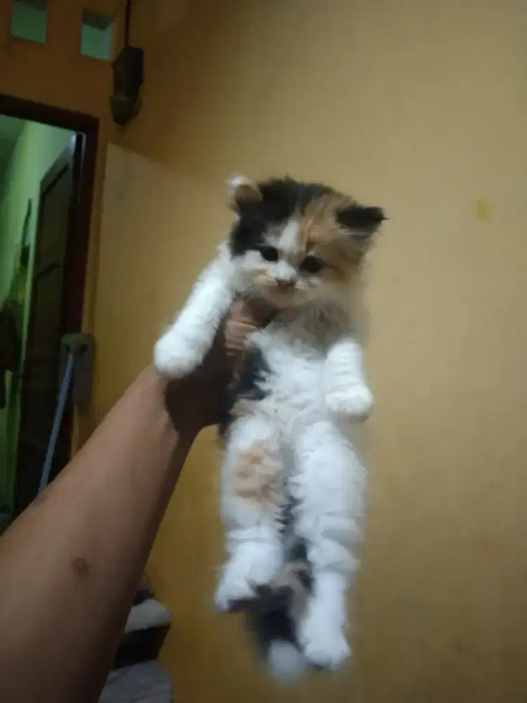 Persia betina usia 1,5 bulan