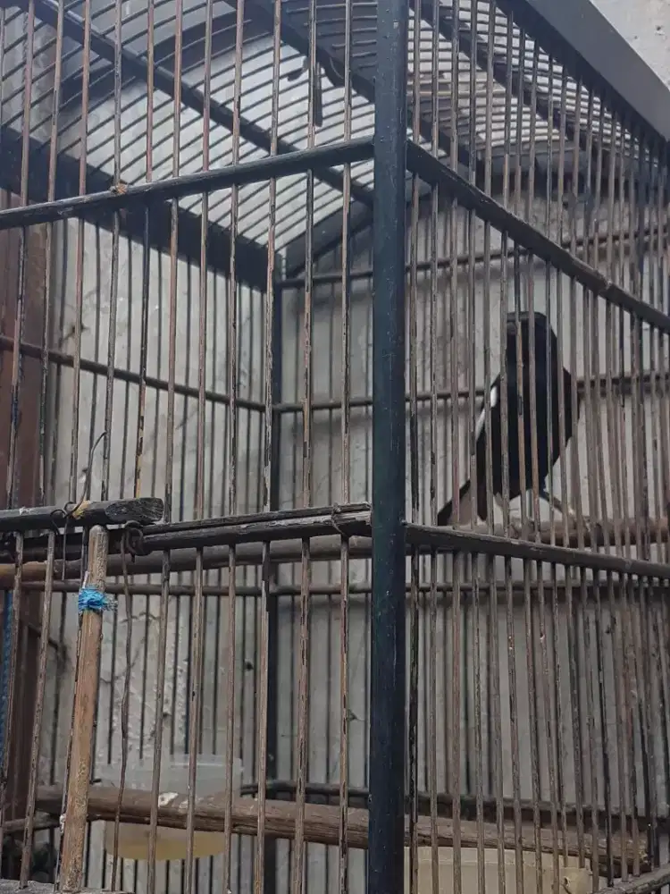 Kacer dahit gacor figher