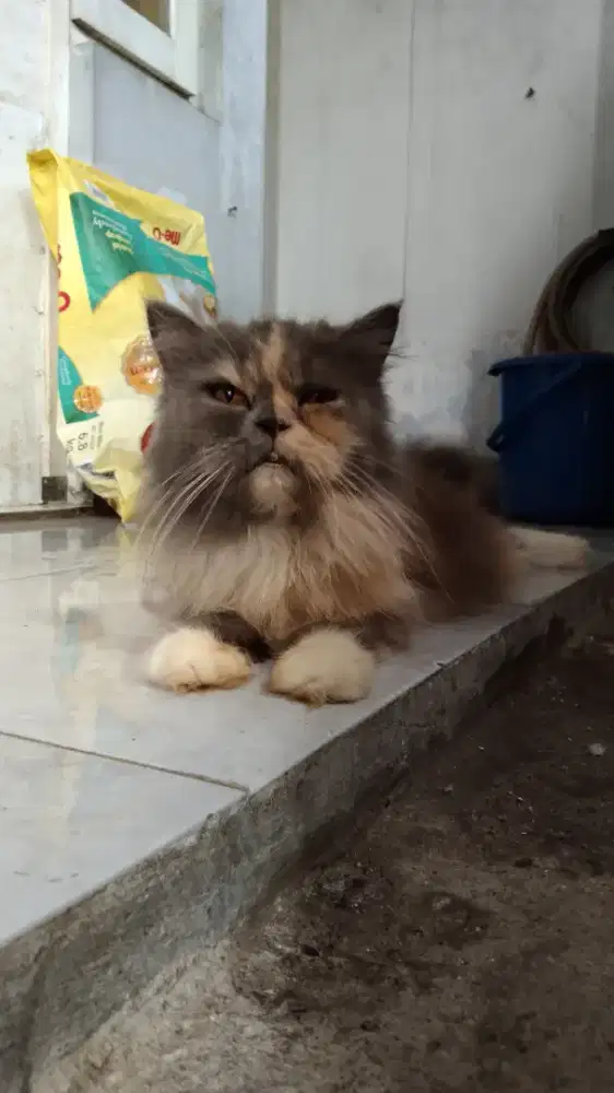 Kitten Persia flatnose Betina Longhair