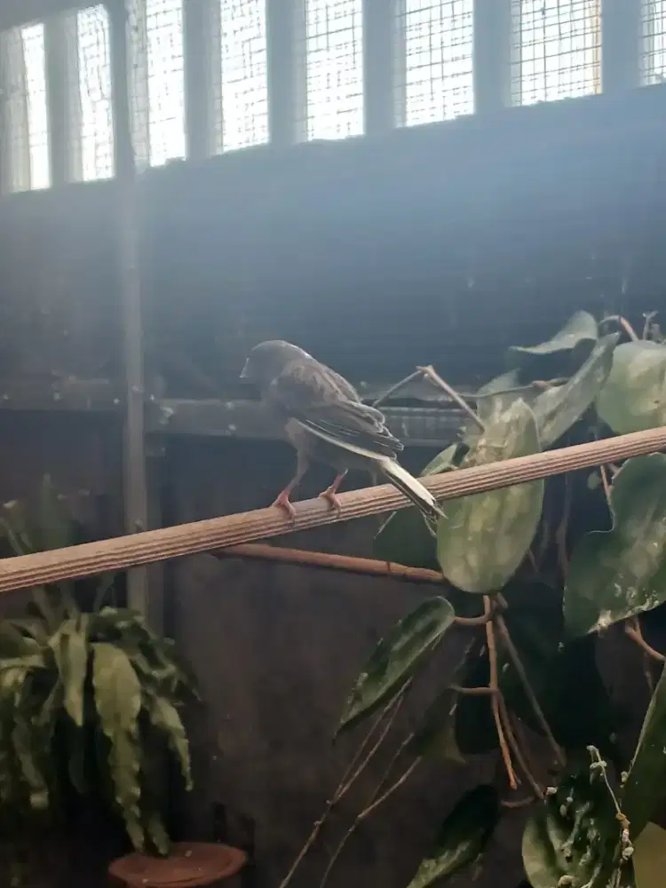 Kenari Betina Bodi Besar