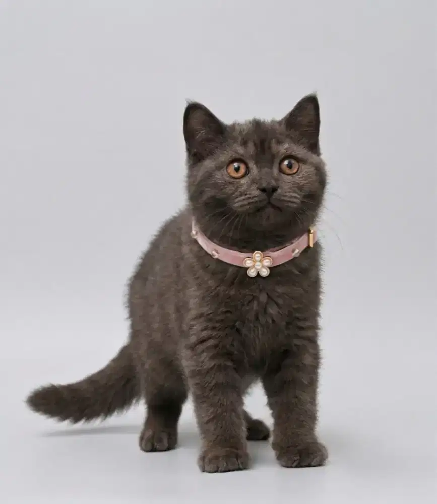 BSH Choco Betina Line Cinnamon