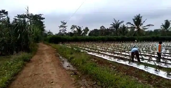 TANAH NATAR NEGRI SAKTI DIPINGGIR JALAN UTMA HARGA TERMURAH BUAT RUMAH