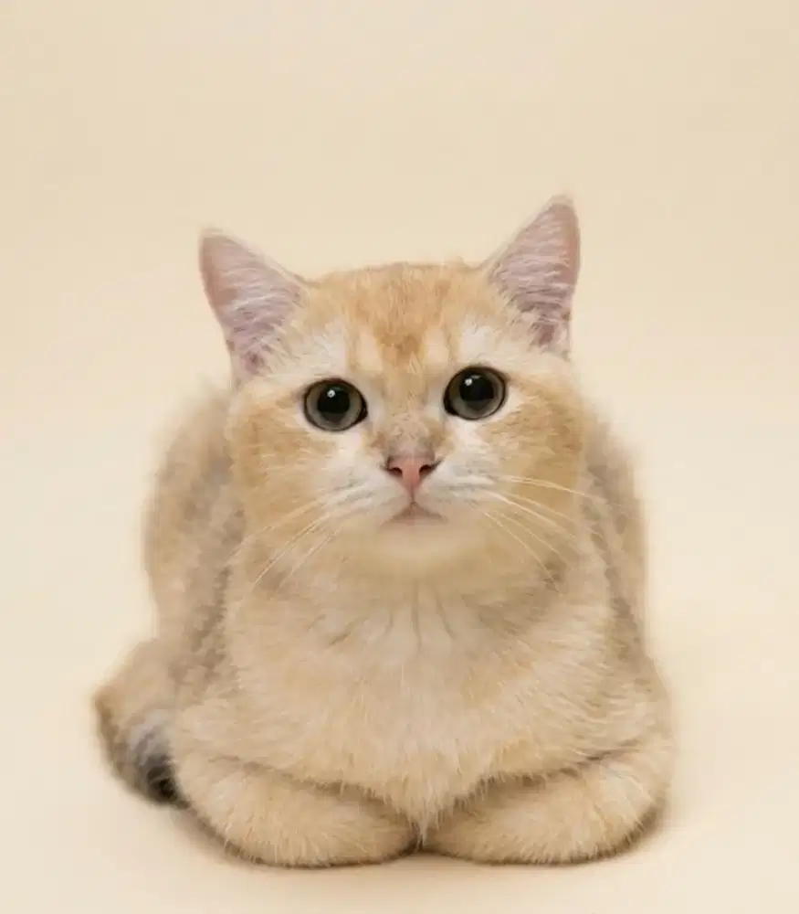 BSH Golden Ny12 Male Line Import
