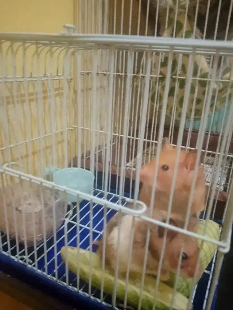 Jual borongan 2kandang+hamster+bonusnya dll