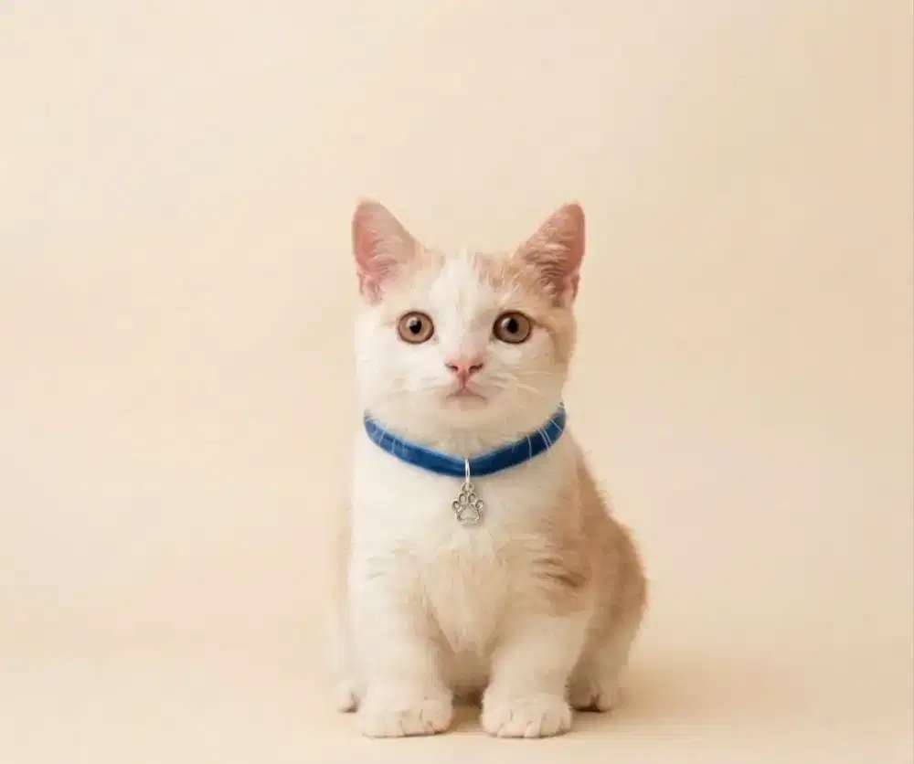 Munchkin Bicolor Red Jantan