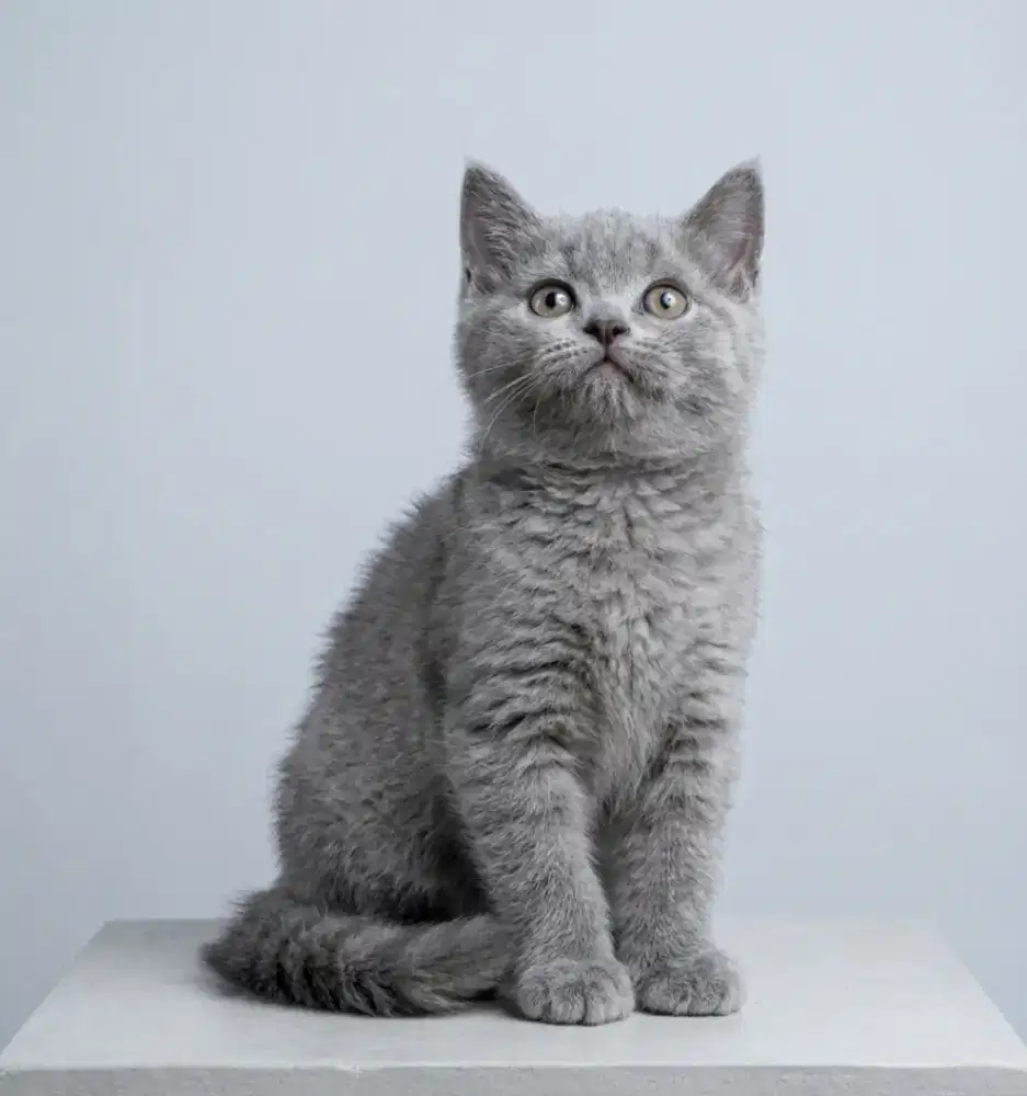 British Shorthair Blue Betina