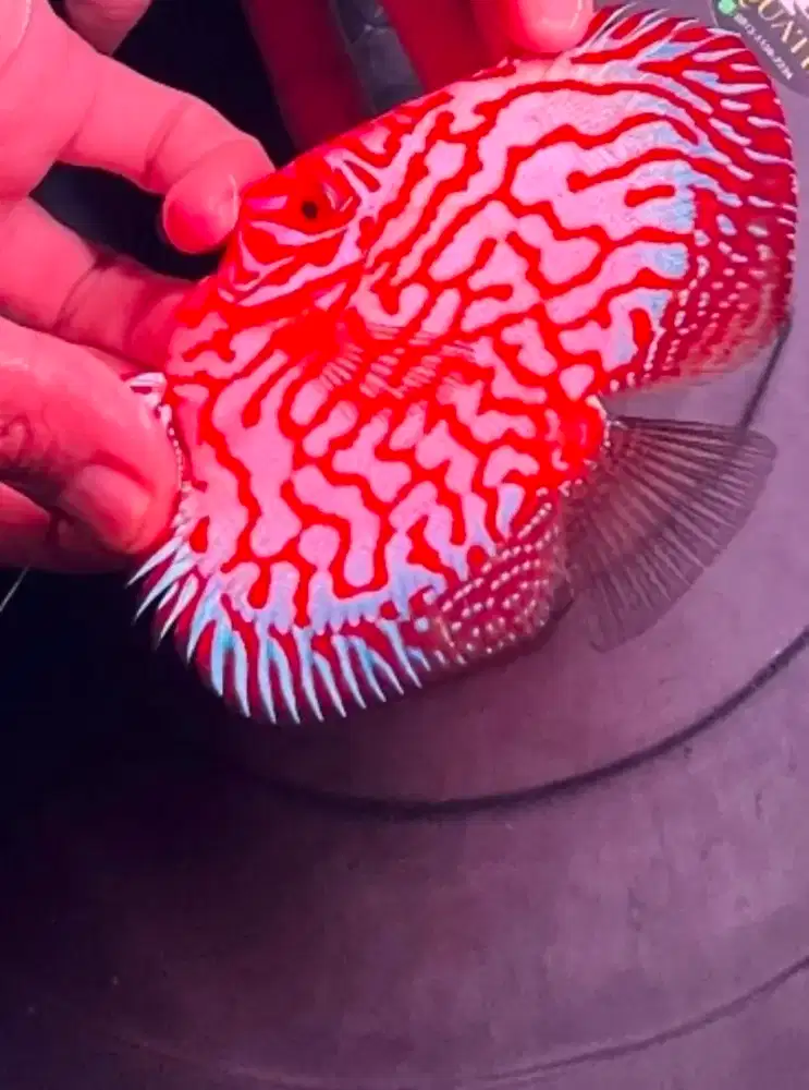 Discus Pigeon Checkerboard HB 4 inch