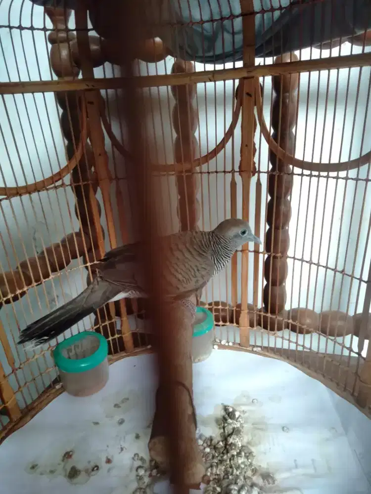 Perkutut Lokal  Alam Jantan ( burja )