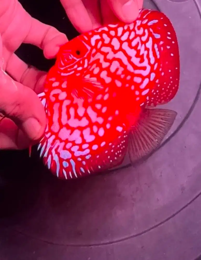 Discus Pigeon Ckb Blood HB 4 inch