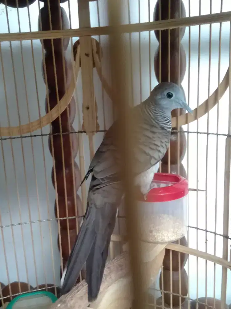 Kutut lokal Jantan ( burja )