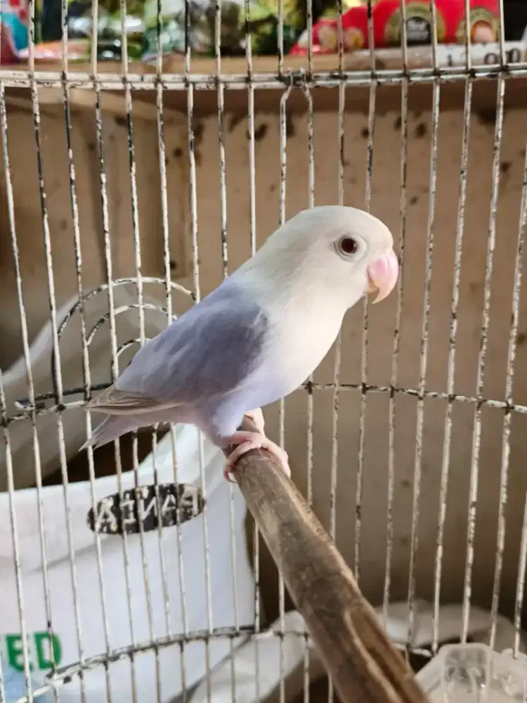 Lovebird Biola Pf Violet