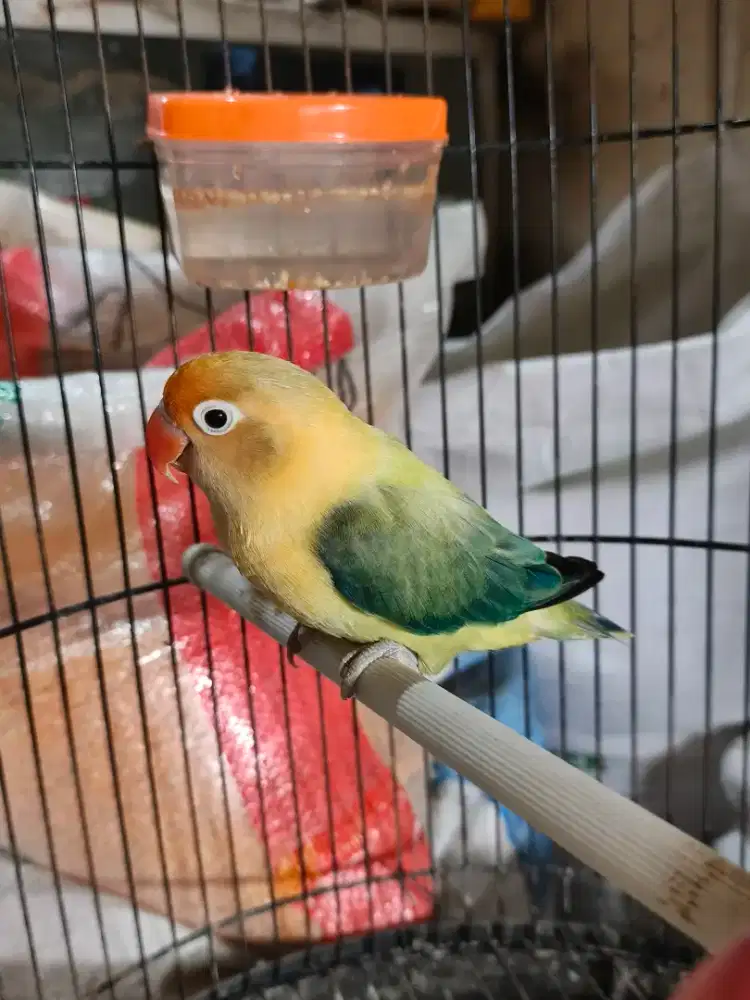 Burung Lovebird Biola PB Euwing Betina Dewasa