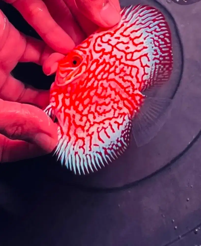 Discus Pigeon Jaguar HB 3,8 inch